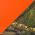 Orange Blaze/ Mossy Oak New Break-Up swatch